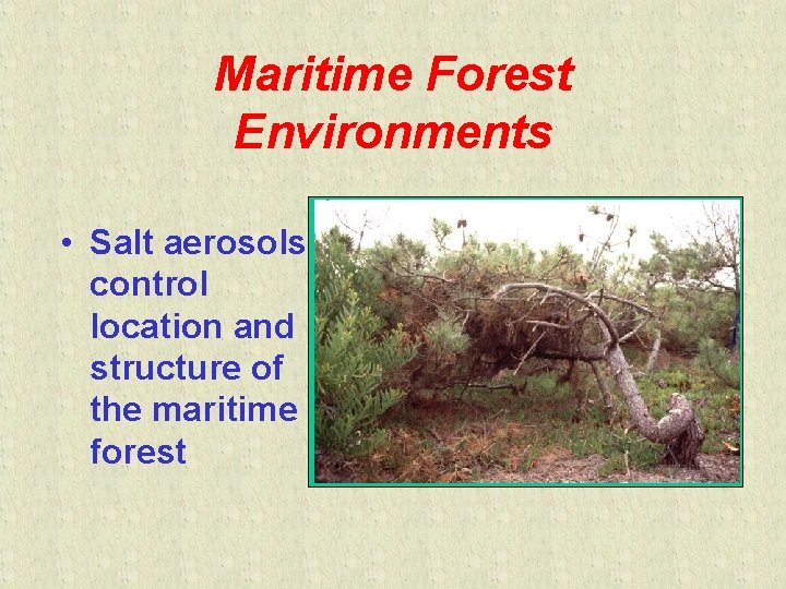 Maritime Forest Environments • Salt aerosols control location and structure of the maritime forest