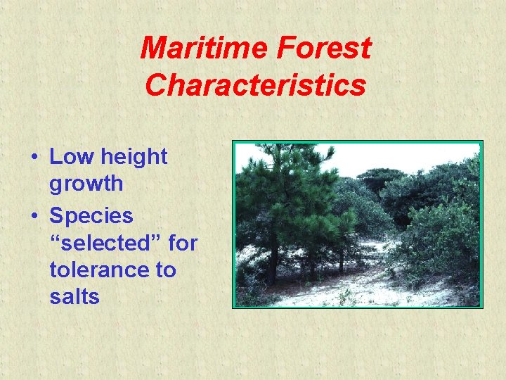 Maritime Forest Characteristics • Low height growth • Species “selected” for tolerance to salts