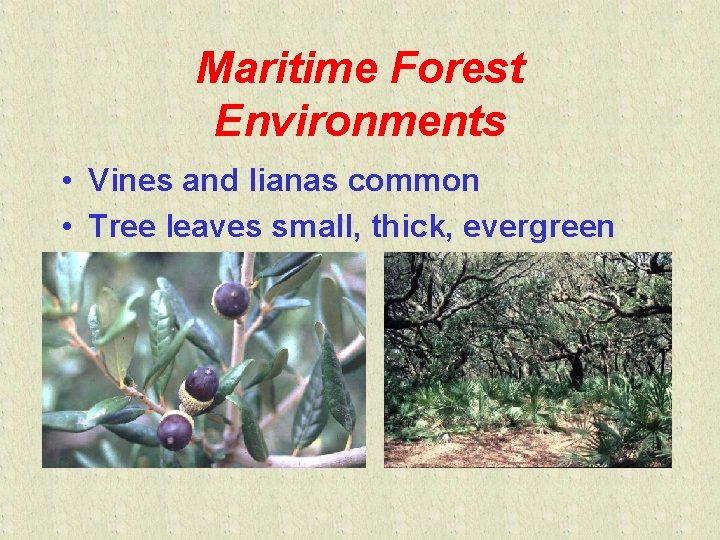 Maritime Forest Environments • Vines and lianas common • Tree leaves small, thick, evergreen