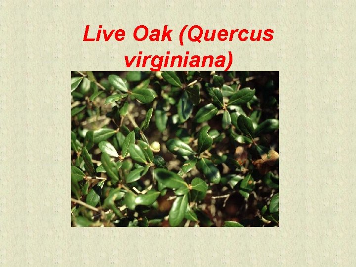 Live Oak (Quercus virginiana) 