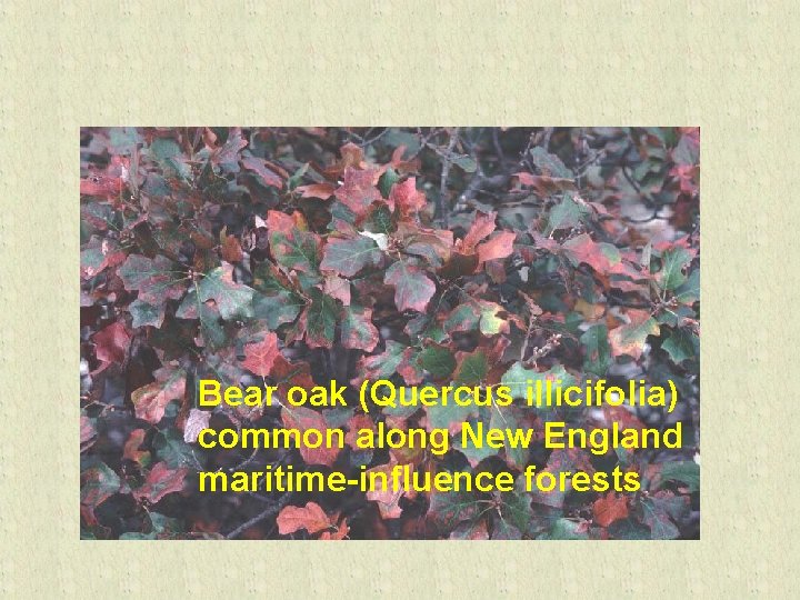 Bear oak (Quercus illicifolia) common along New England maritime-influence forests 