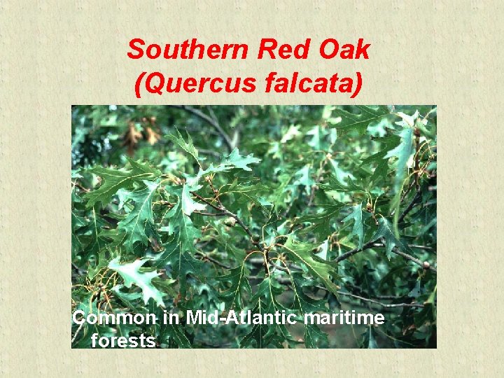 Southern Red Oak (Quercus falcata) Common in Mid-Atlantic maritime forests 