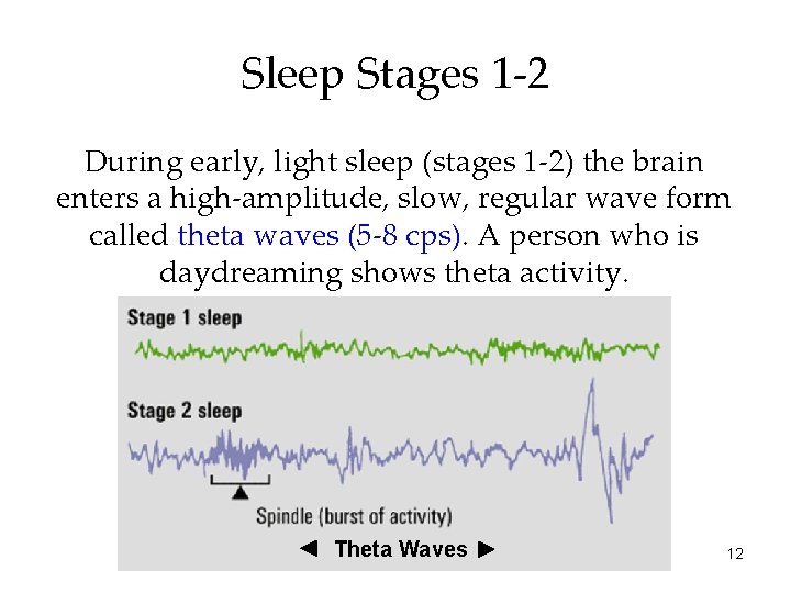 Sleep Stages 1 -2 During early, light sleep (stages 1 -2) the brain enters