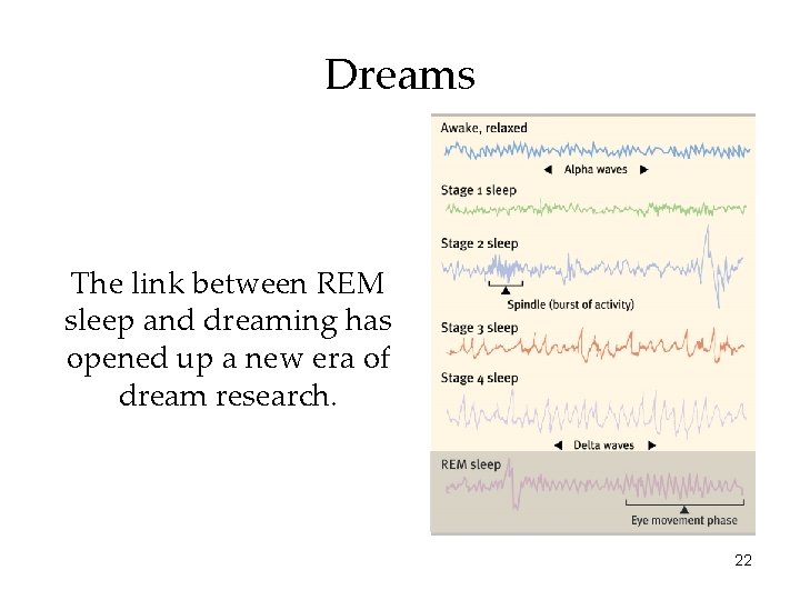 Dreams The link between REM sleep and dreaming has opened up a new era