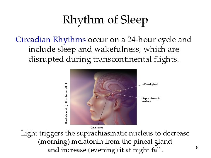 Rhythm of Sleep Illustration © Cynthia Turner 2003 Circadian Rhythms occur on a 24