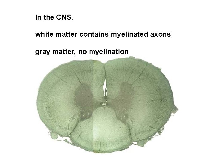 In the CNS, white matter contains myelinated axons gray matter, no myelination 