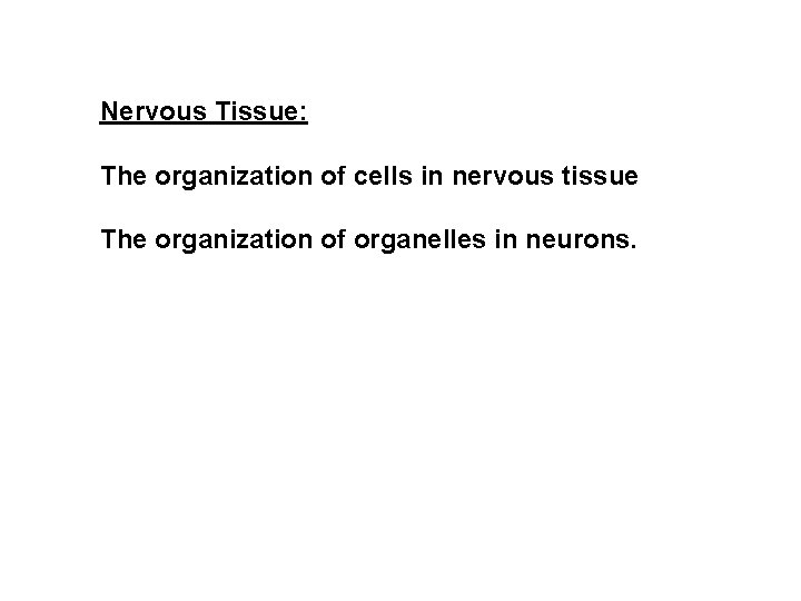 Nervous Tissue: The organization of cells in nervous tissue The organization of organelles in