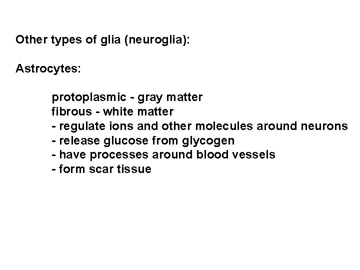 Other types of glia (neuroglia): Astrocytes: protoplasmic - gray matter fibrous - white matter