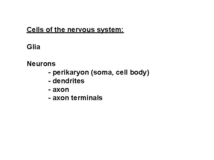 Cells of the nervous system: Glia Neurons - perikaryon (soma, cell body) - dendrites