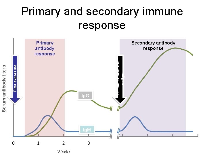 Primary and secondary immune response Ig. G Ig. M Weeks Second exposure to antigen