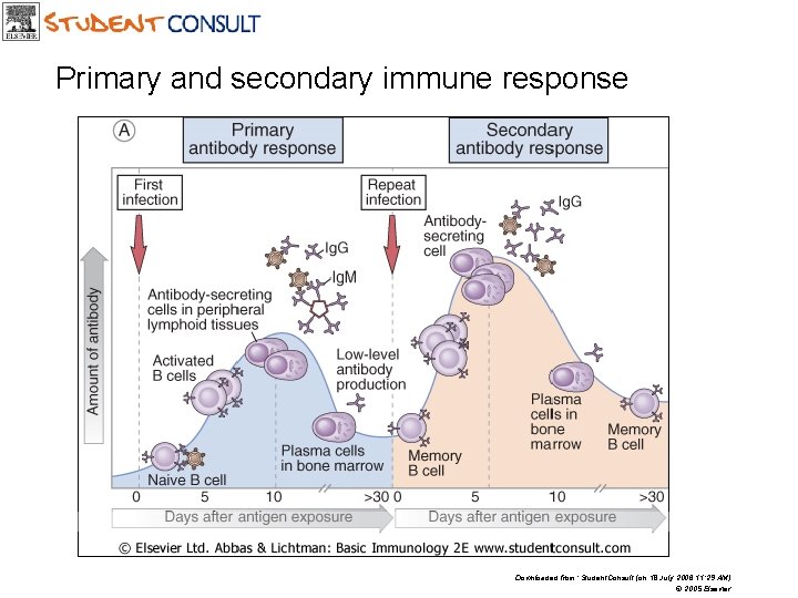 Primary and secondary immune response Downloaded from: Student. Consult (on 18 July 2006 11: