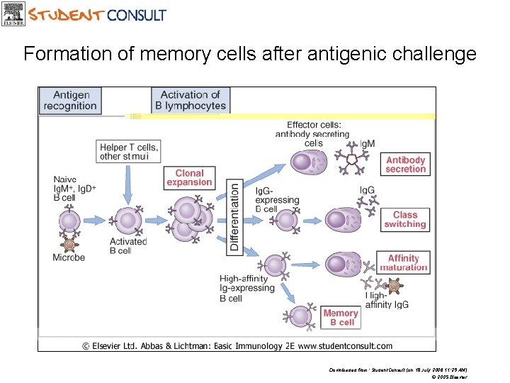 Formation of memory cells after antigenic challenge Downloaded from: Student. Consult (on 18 July