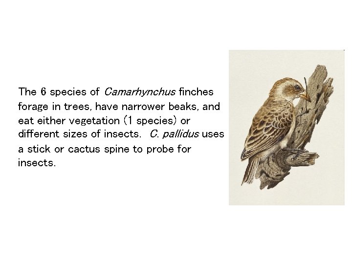 The 6 species of Camarhynchus finches forage in trees, have narrower beaks, and eat