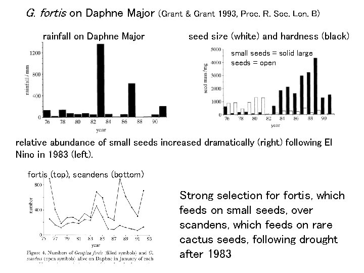 G. fortis on Daphne Major (Grant & Grant 1993, Proc. R. Soc. Lon. B)