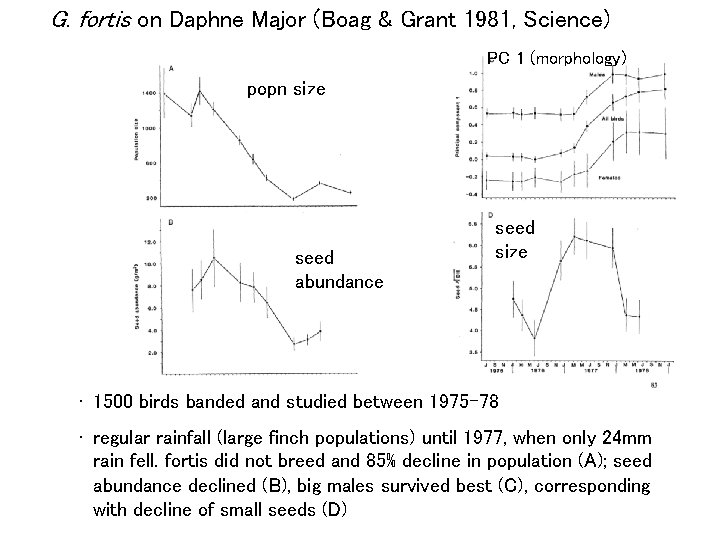 G. fortis on Daphne Major (Boag & Grant 1981, Science) PC 1 (morphology) popn