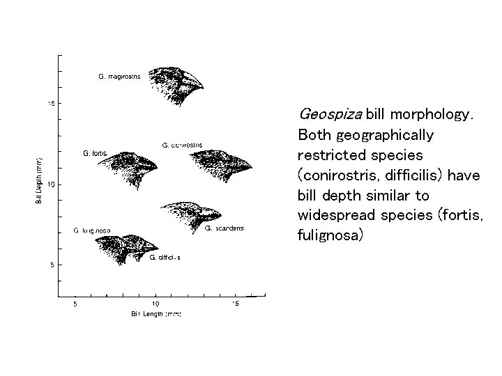 Geospiza bill morphology. Both geographically restricted species (conirostris, difficilis) have bill depth similar to