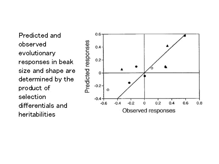 Predicted and observed evolutionary responses in beak size and shape are determined by the