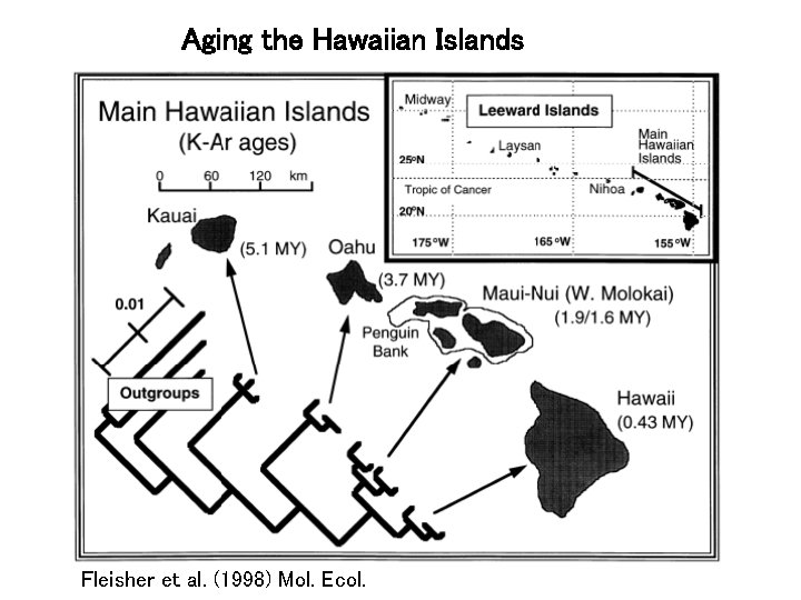 Aging the Hawaiian Islands Fleisher et al. (1998) Mol. Ecol. 