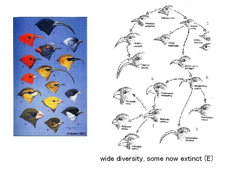 wide diversity, some now extinct (E) 