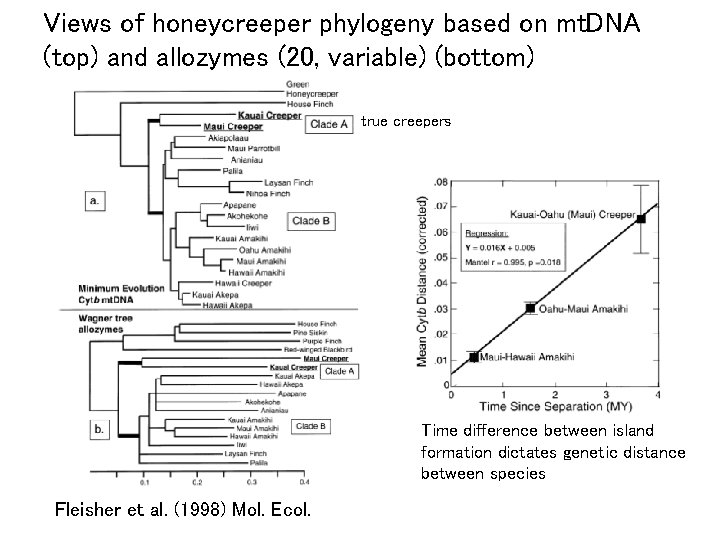 Views of honeycreeper phylogeny based on mt. DNA (top) and allozymes (20, variable) (bottom)