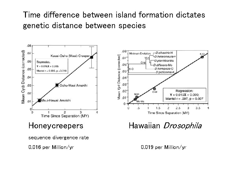 Time difference between island formation dictates genetic distance between species Honeycreepers Hawaiian Drosophila sequence