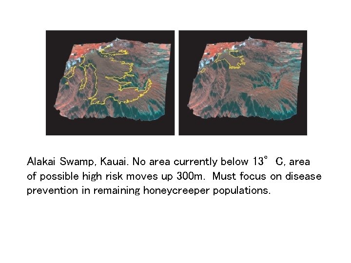 Alakai Swamp, Kauai. No area currently below 13°C, area of possible high risk moves