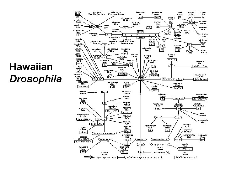 Hawaiian Drosophila 