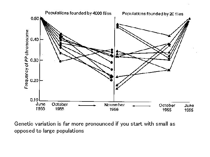 Genetic variation is far more pronounced if you start with small as opposed to