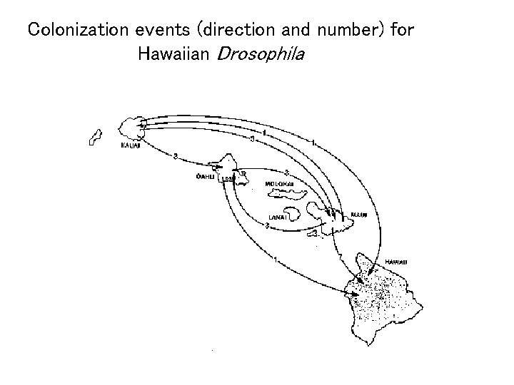 Colonization events (direction and number) for Hawaiian Drosophila 