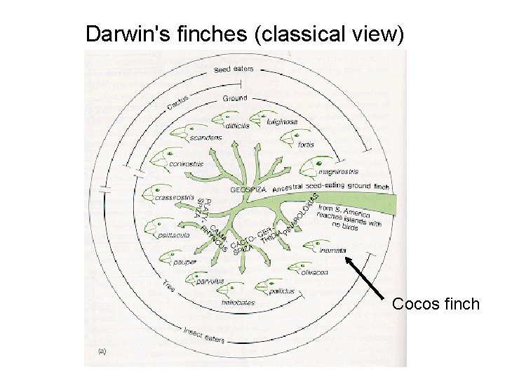 Darwin's finches (classical view) Cocos finch 