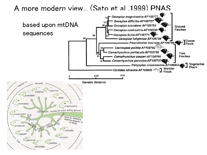 A more modern view. . . (Sato et al. 1999) PNAS based upon mt.