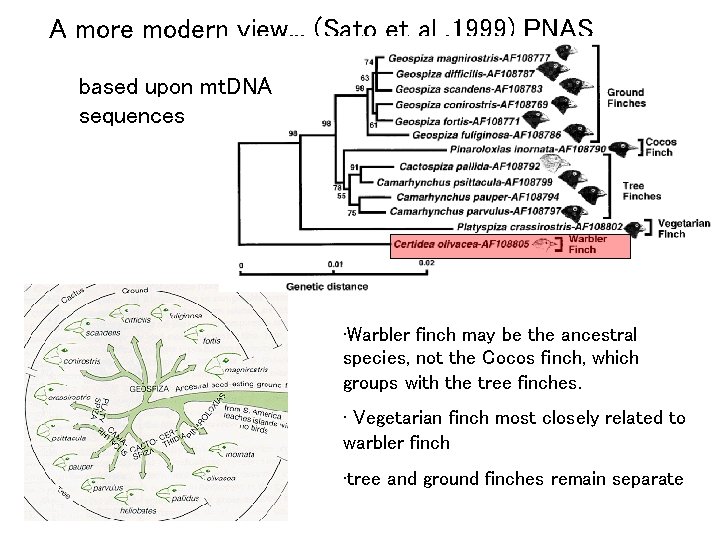 A more modern view. . . (Sato et al. 1999) PNAS based upon mt.