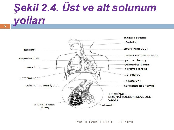 5 Şekil 2. 4. Üst ve alt solunum yolları Prof. Dr. Fehmi TUNCEL 3.