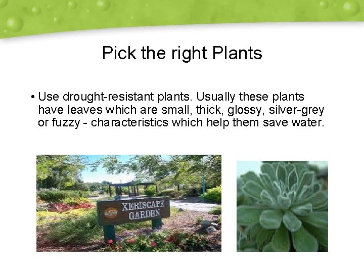 Pick the right Plants • Use drought-resistant plants. Usually these plants have leaves which