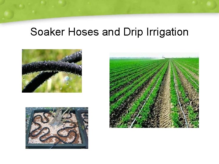 Soaker Hoses and Drip Irrigation 