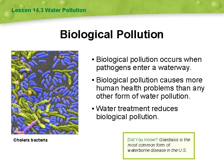 Lesson 14. 3 Water Pollution Biological Pollution • Biological pollution occurs when pathogens enter