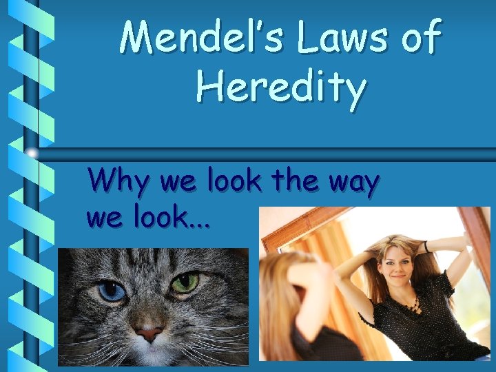 Mendel’s Laws of Heredity Why we look the way we look. . . Mendel’s Laws of Heredity Why we look the way we look. . .