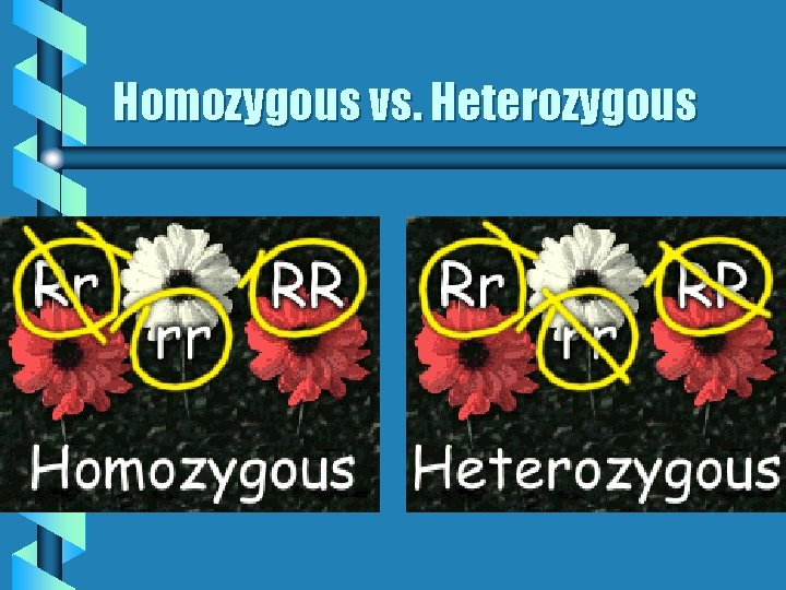 Homozygous vs. Heterozygous Homozygous vs. Heterozygous