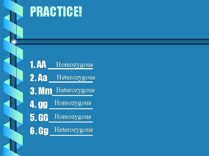 PRACTICE! 1. AA Homozygous 2. Aa Heterozygous 3. Mm Heterozygous 4. gg Homozygous 5. PRACTICE! 1. AA Homozygous 2. Aa Heterozygous 3. Mm Heterozygous 4. gg Homozygous 5.