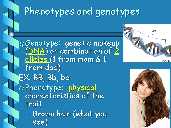 Phenotypes and genotypes b Genotype: genetic makeup (DNA) or combination of 2 alleles (1 Phenotypes and genotypes b Genotype: genetic makeup (DNA) or combination of 2 alleles (1