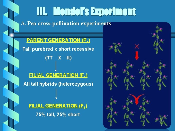 III. Mendel’s Experiment A. Pea cross-pollination experiments PARENT GENERATION (P 1) Tall purebred x III. Mendel’s Experiment A. Pea cross-pollination experiments PARENT GENERATION (P 1) Tall purebred x