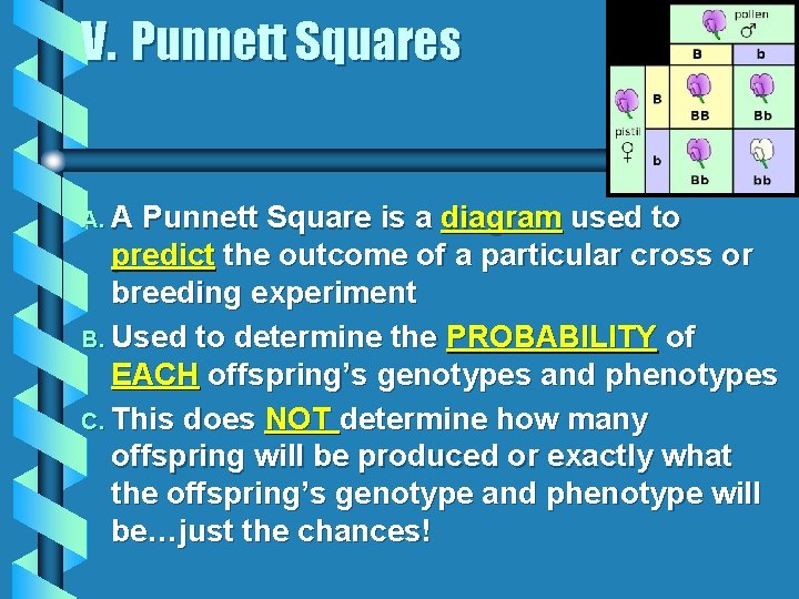 V. Punnett Squares A. A Punnett Square is a diagram used to predict the V. Punnett Squares A. A Punnett Square is a diagram used to predict the