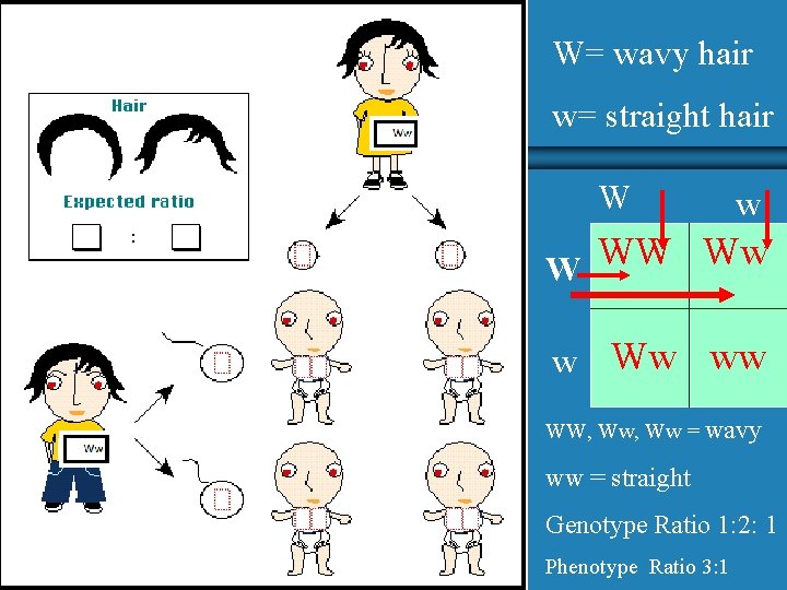 W= wavy hair w= straight hair W w WW Ww W w Ww ww W= wavy hair w= straight hair W w WW Ww W w Ww ww