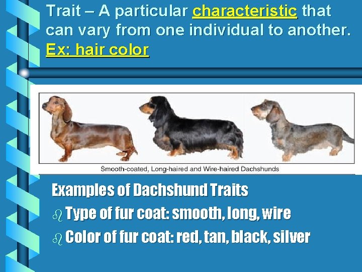 Trait – A particular characteristic that can vary from one individual to another. Ex: Trait – A particular characteristic that can vary from one individual to another. Ex: