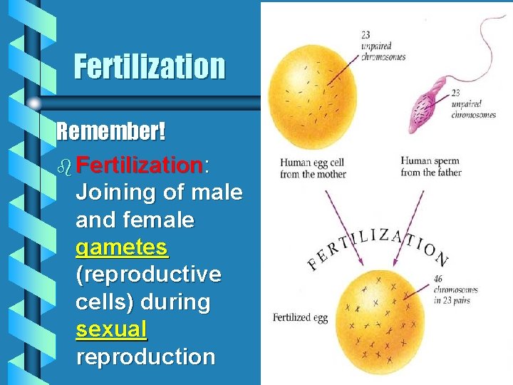 Fertilization Remember! b Fertilization: Joining of male and female gametes (reproductive cells) during sexual Fertilization Remember! b Fertilization: Joining of male and female gametes (reproductive cells) during sexual