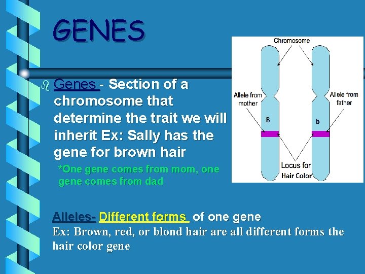 GENES b Genes - Section of a chromosome that determine the trait we will GENES b Genes - Section of a chromosome that determine the trait we will