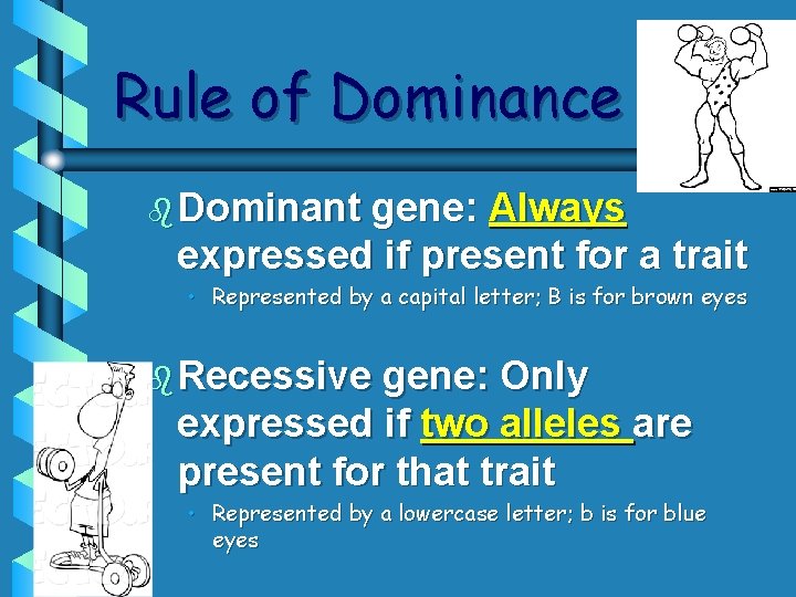 Rule of Dominance b Dominant gene: Always expressed if present for a trait • Rule of Dominance b Dominant gene: Always expressed if present for a trait •