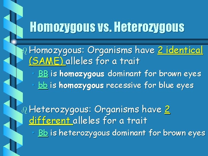 Homozygous vs. Heterozygous b Homozygous: Organisms have 2 identical (SAME) alleles for a trait Homozygous vs. Heterozygous b Homozygous: Organisms have 2 identical (SAME) alleles for a trait