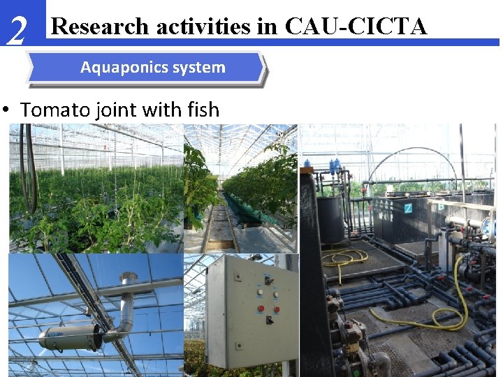 2 Research activities in CAU-CICTA Aquaponics system • Tomato joint with fish 