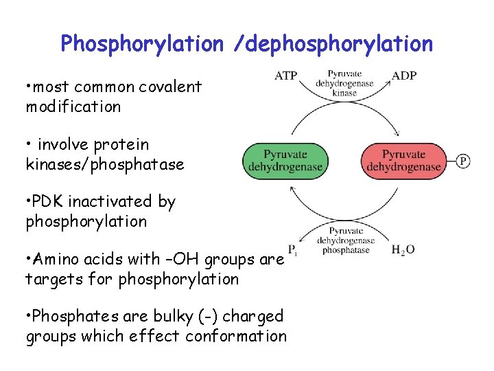 Phosphorylation /dephosphorylation • most common covalent modification • involve protein kinases/phosphatase • PDK inactivated